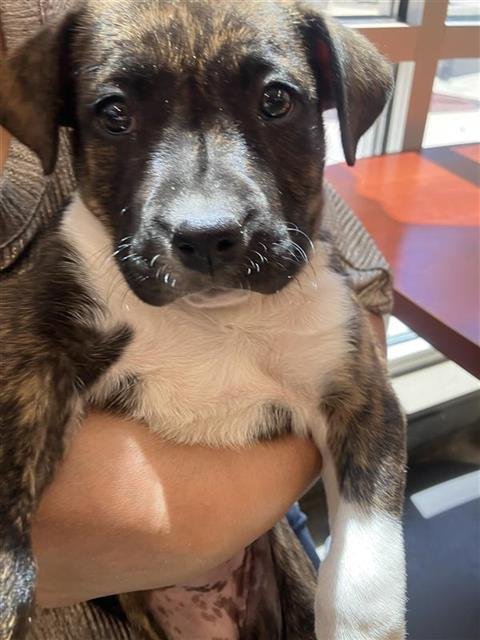 BLOSSOM - American Staffordshire Terrier available for adoption