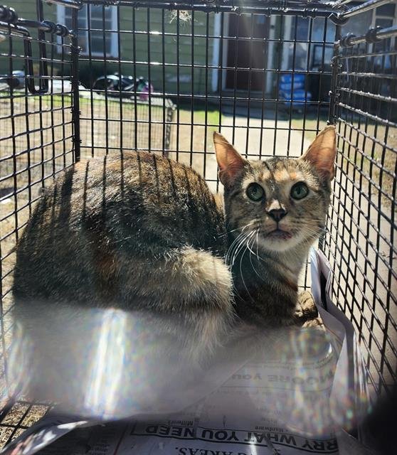 1-9 - Domestic Short Hair available for adoption