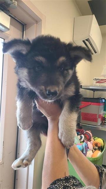 BOURBON - Husky available for adoption