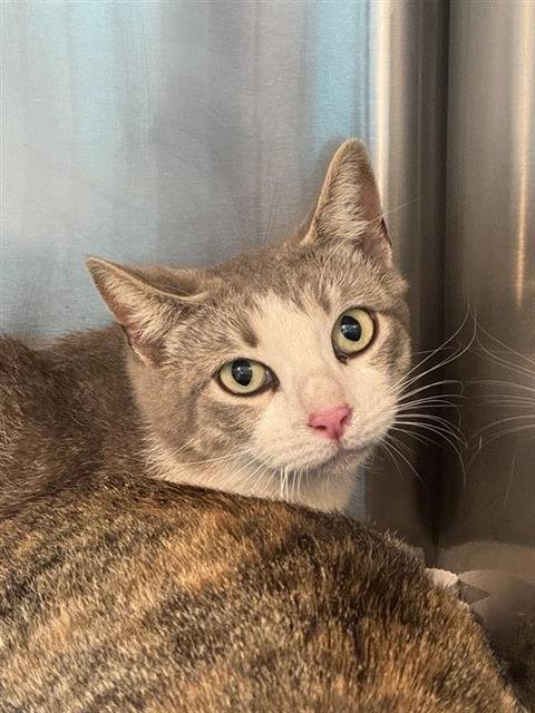 A799273 - Domestic Short Hair available for adoption