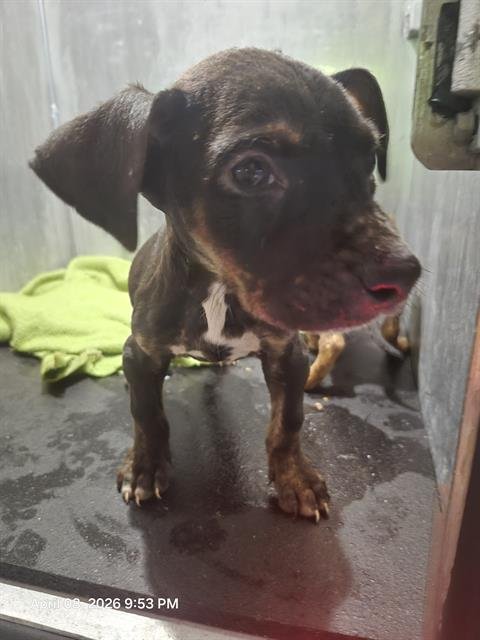 PETE - American Staffordshire Terrier available for adoption