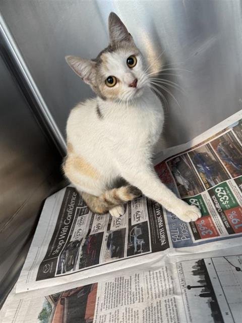 A799268 - Domestic Short Hair available for adoption