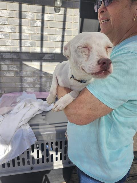 BISCUIT - Terrier available for adoption