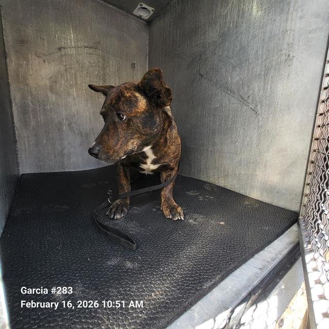 TAZ - Labrador Retriever available for adoption