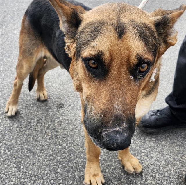 SAMSON - German Shepherd Dog available for adoption