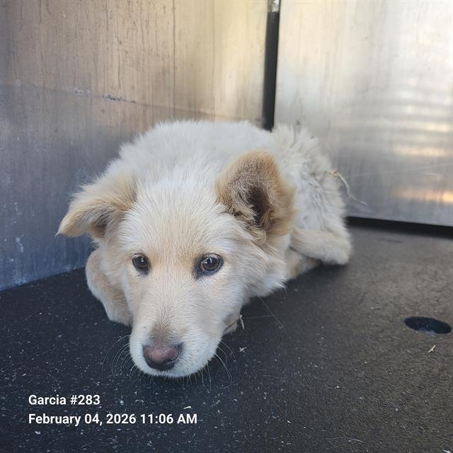 ASHLYNN - Chow Chow available for adoption