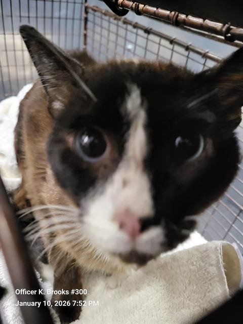 VELMA - Domestic Short Hair available for adoption