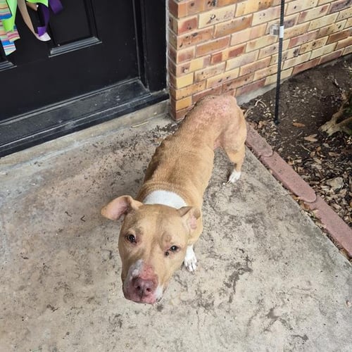 ARIA - American Staffordshire Terrier available for adoption