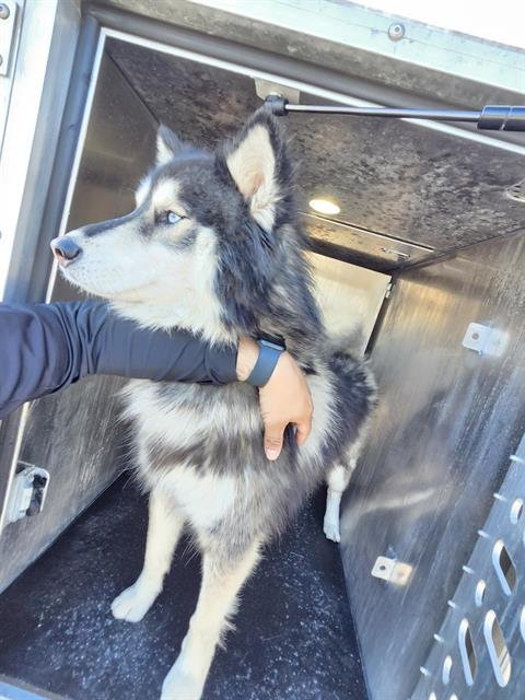 WARREN - Husky available for adoption