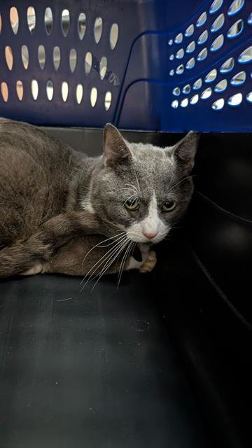 RANDY - Domestic Short Hair available for adoption