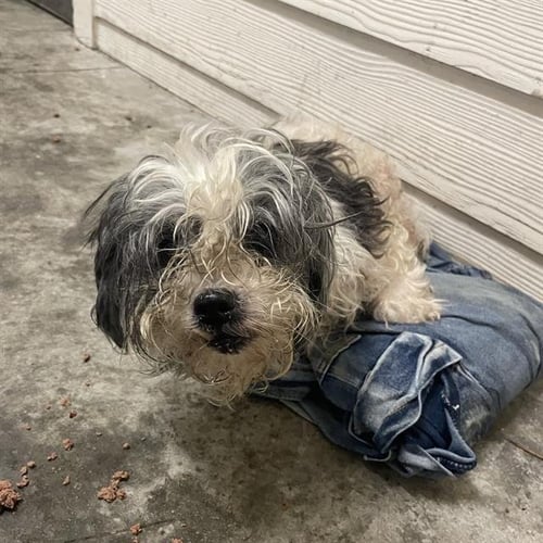 BAMBI - Maltese available for adoption