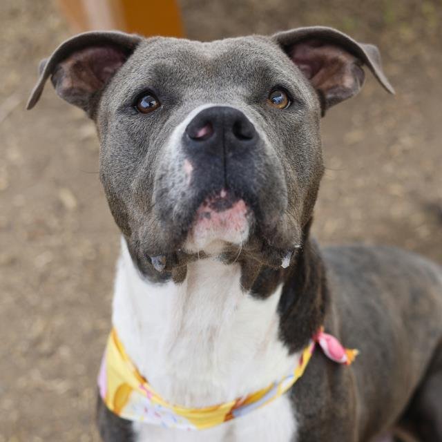 ROSIE - American Staffordshire Terrier available for adoption