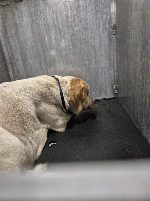 SAM - Labrador Retriever available for adoption