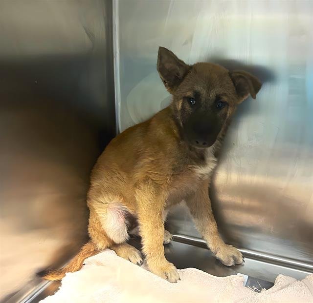 BONNIE - German Shepherd Dog available for adoption