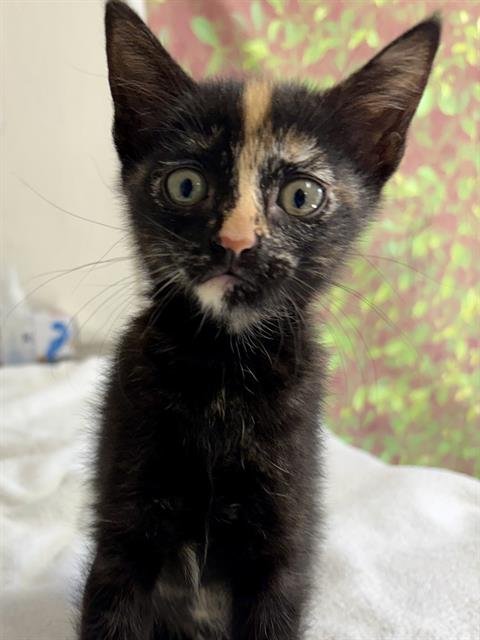 SUNSCREEN - Domestic Short Hair available for adoption
