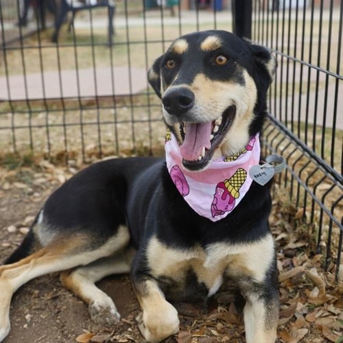 FREYA - Husky available for adoption