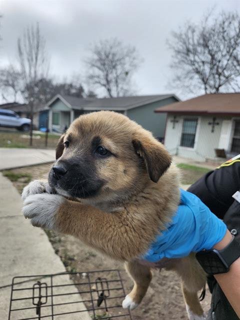 ZELLA - Mastiff available for adoption