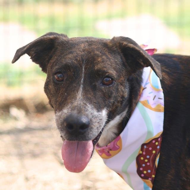 SYD - Labrador Retriever available for adoption