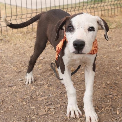 CHAPARITO - American Staffordshire Terrier available for adoption