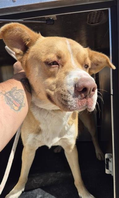 BEEPER - Labrador Retriever available for adoption