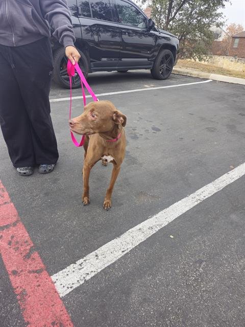 CHLOE - Irish Setter available for adoption