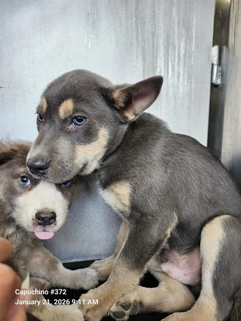 SAKA - Husky / German Shepherd Dog available for adoption