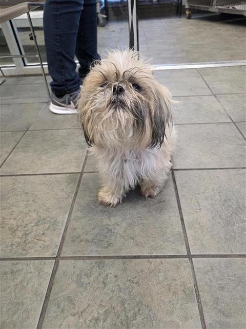 SUNSHINE - Shih Tzu available for adoption
