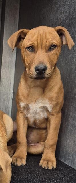 BAGEL - American Staffordshire Terrier available for adoption