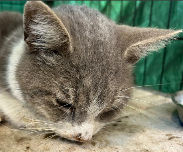 BAMBINO - Domestic Short Hair available for adoption