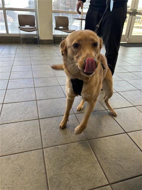 REESE - Labrador Retriever available for adoption