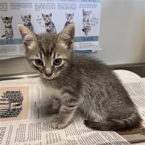 A804177 - Domestic Short Hair available for adoption