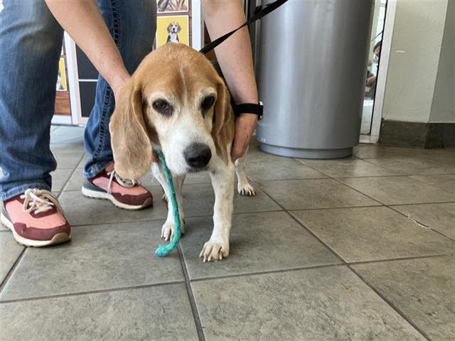 BUD - Beagle available for adoption