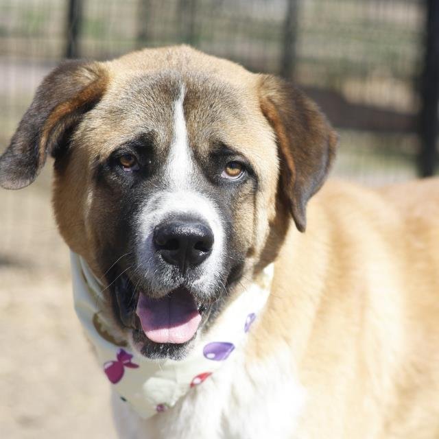 BEETHOVEN - Saint Bernard available for adoption