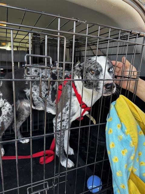 SUMMER - Catahoula Leopard Dog available for adoption