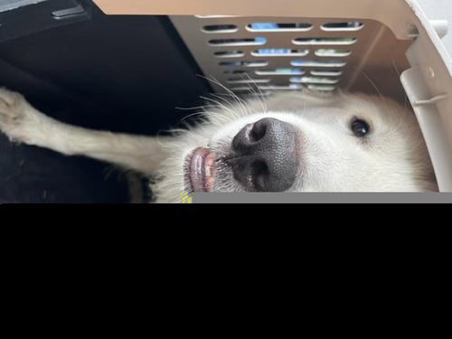 RYDER - Great Pyrenees available for adoption