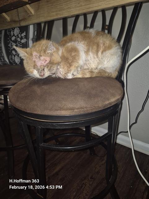 SUPERMAN - Domestic Short Hair available for adoption