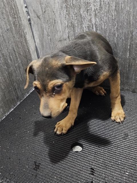 A789878 - Terrier available for adoption