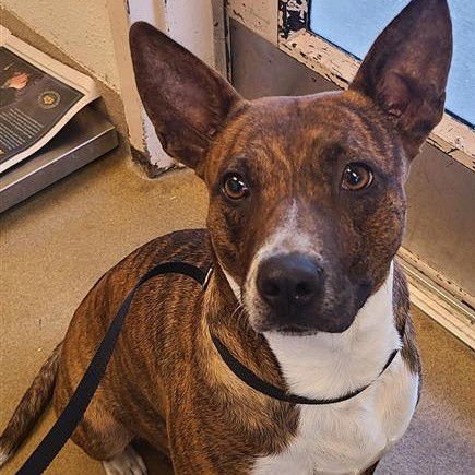 STAR - American Staffordshire Terrier available for adoption