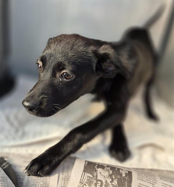 THELMA - Labrador Retriever available for adoption