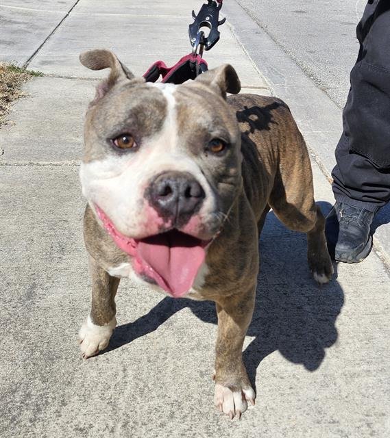 ROCKSTEADY - American Staffordshire Terrier available for adoption