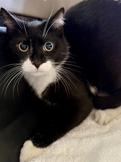 SOX - Domestic Short Hair available for adoption