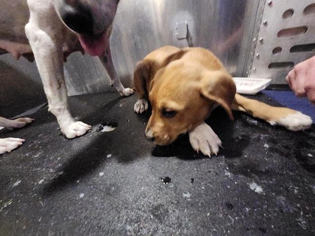 STEVEN - American Staffordshire Terrier available for adoption