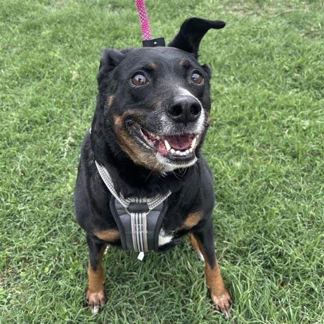ROSIE - Labrador Retriever available for adoption