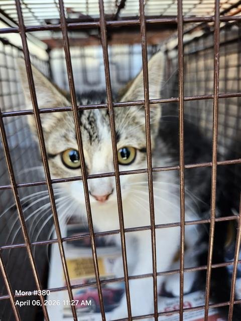 METALLICA - Domestic Medium Hair available for adoption