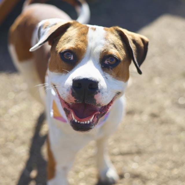 SHERIFF WOODY - American Staffordshire Terrier available for adoption