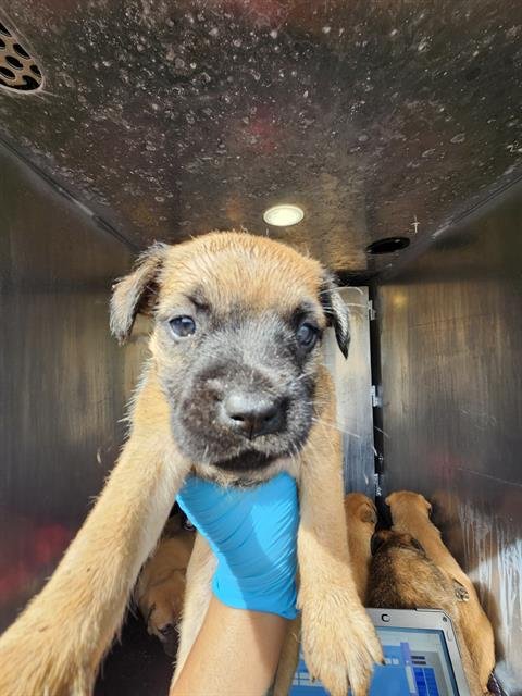 SHIRA - American Staffordshire Terrier available for adoption