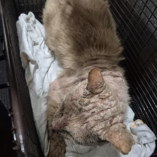 PRINCE - Domestic Short Hair available for adoption