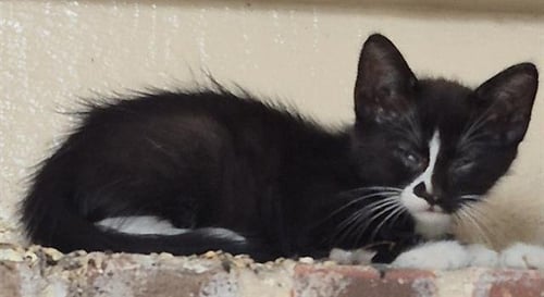 TINKY - Domestic Short Hair available for adoption