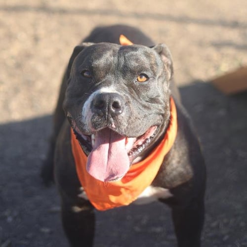 BRUTUS - American Staffordshire Terrier available for adoption