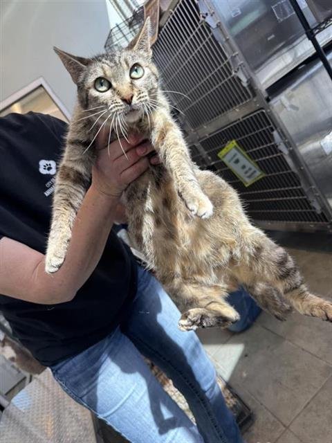 A799271 - Domestic Short Hair available for adoption